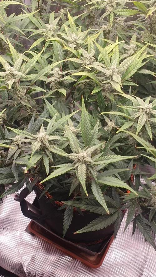 Amnesiea Haze Auto #2