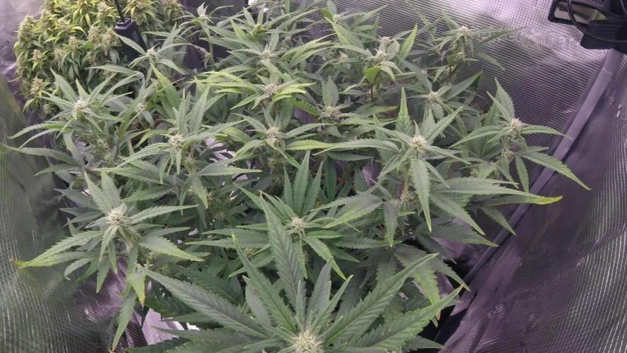 Amnesiea Haze Auto #2