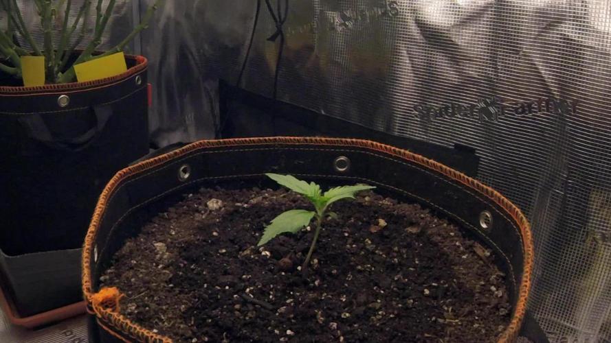 OG Kush Auto #2