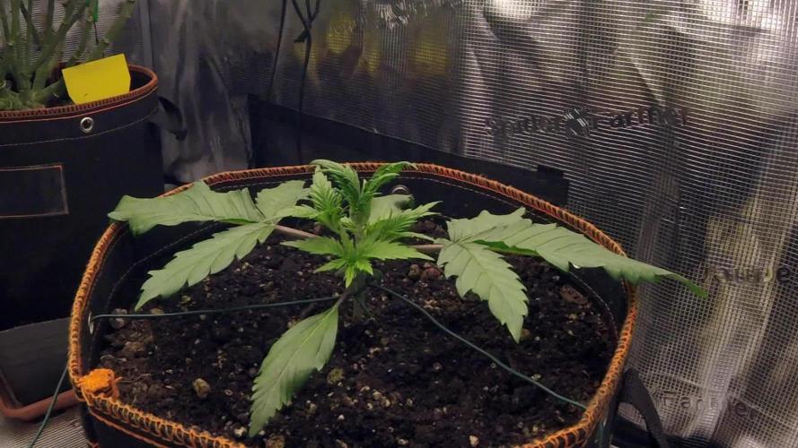 OG Kush Auto #2
