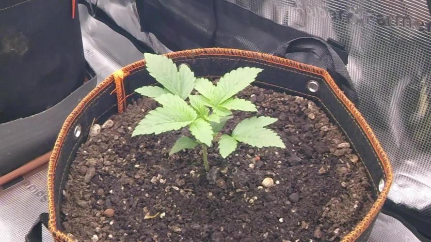 Amnesiea Haze Auto #2