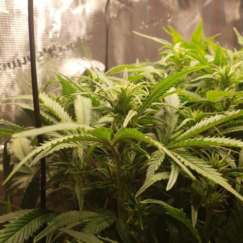 OG Kush Auto #2. Week 9 - Day 58