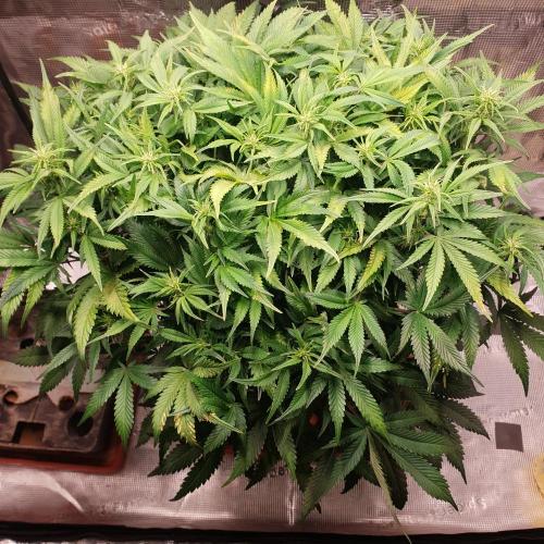 OG Kush Auto #2. Week 9 - Day 58