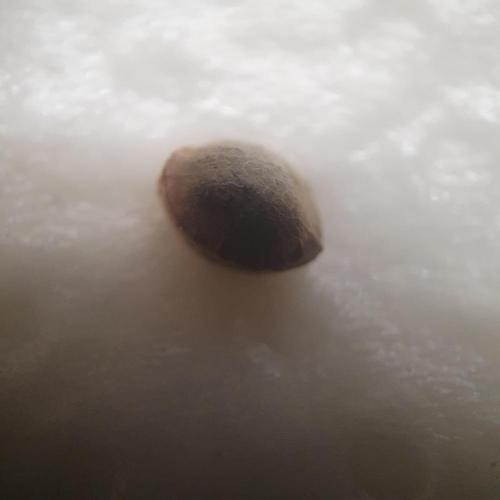 Orange Sherbet #2. Week 0