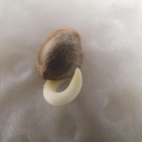 Orange Sherbet #2. Week 0 - 88h