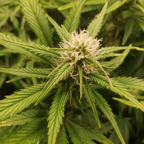 OG Kush Auto #2. Week 10 - Day 65