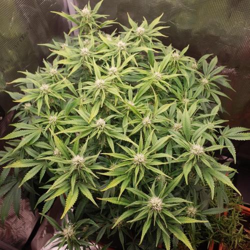 OG Kush Auto #2. Week 10 - Day 65