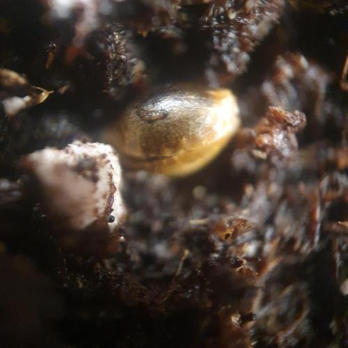 Orange Sherbet #2. Week 0 - 113h