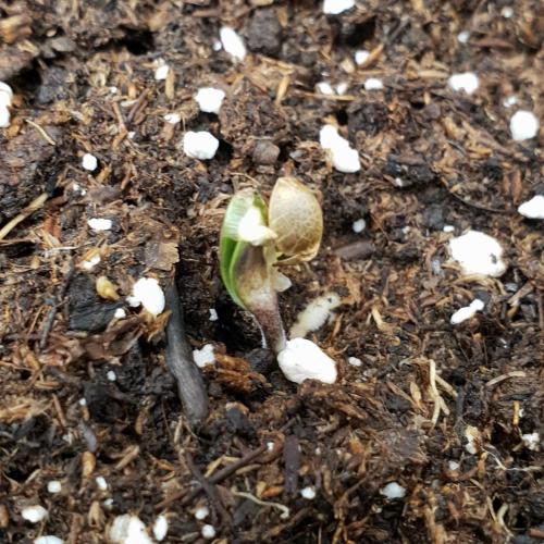 Orange Sherbet #2. Week 0 - 140h