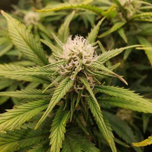 OG Kush Auto #2. Week 10 - Day 67