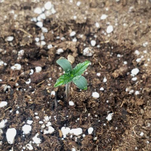 Orange Sherbet #2. Week 0 - 185h