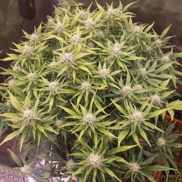 OG Kush Auto #2. Week 11 - Day 70