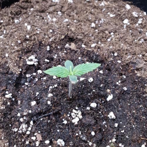 Orange Sherbet #2. Week 1 - Day 3