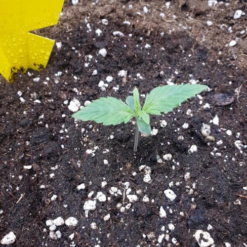 Orange Sherbet #2. Week 1 - Day 5