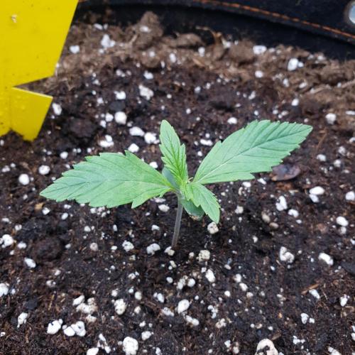 Orange Sherbet #2. Week 1 - Day 7