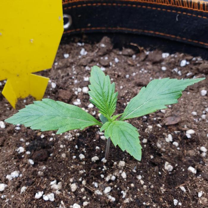 Orange Sherbet #2. Week 2 - Day 9