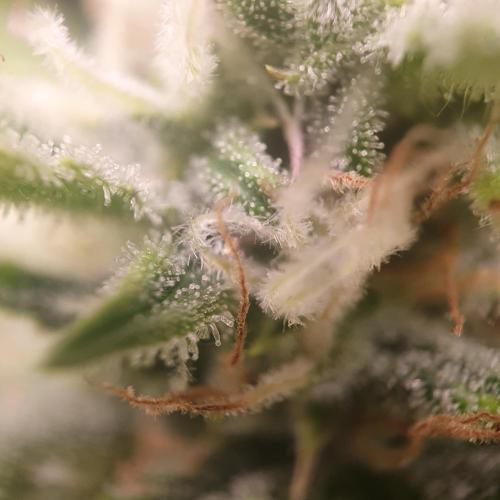 OG Kush Auto #2. Week 12 - Day 80