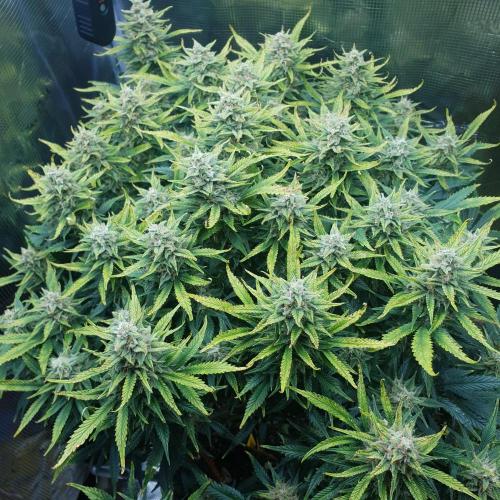 OG Kush Auto #2. Week 12 - Day 82