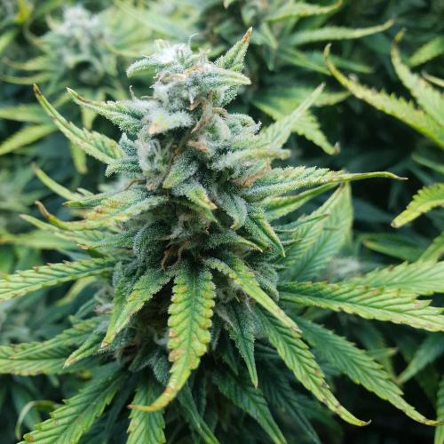 OG Kush Auto #2. Week 12 - Day 82