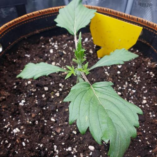 Orange Sherbet #2. Week 3 - Day 15