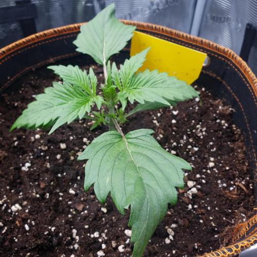 Orange Sherbet #2. Week 3 - Day 15