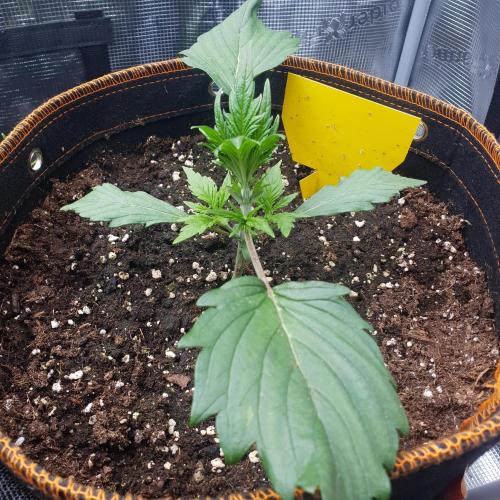 Orange Sherbet #2. Week 3 - Day 17