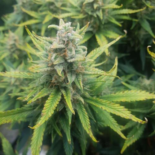 OG Kush Auto #2. Week 13 - Day 85