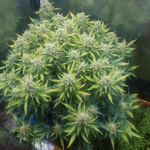 OG Kush Auto #2. Week 13 - Day 85