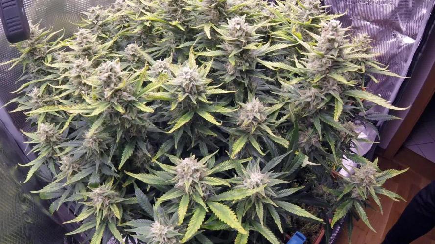 OG Kush Auto #2
