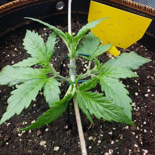 Orange Sherbet #2. Week 3 - Day 19