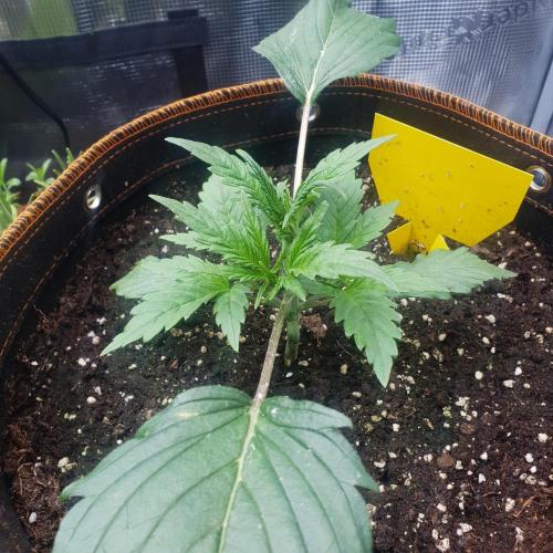 Orange Sherbet #2. Week 3 - Day 19