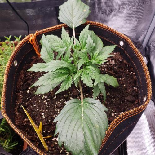 Orange Sherbet #2. Week 3 - Day 21