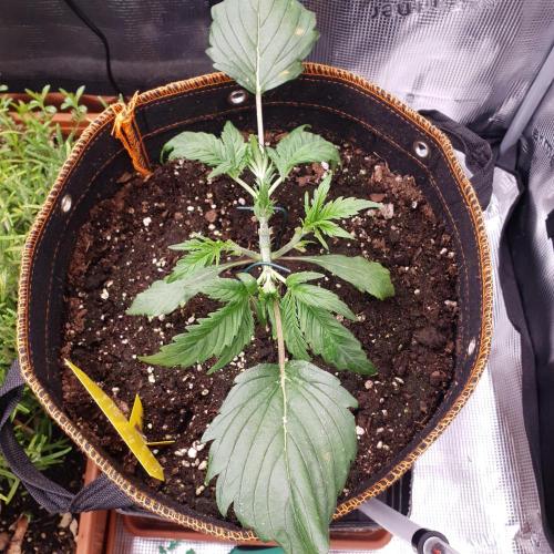 Orange Sherbet #2. Week 3 - Day 21