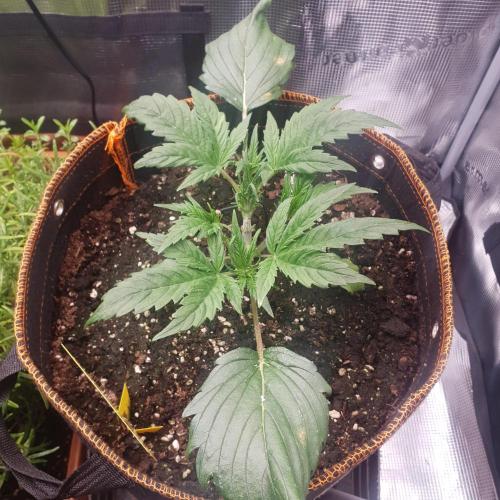 Orange Sherbet #2. Week 4 - Day22