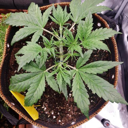 Orange Sherbet #2. Week 4 - Day 24