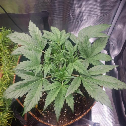 Orange Sherbet #2. Week 4 - Day 26