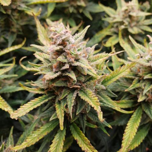 OG Kush Auto #2. Week 14 - Day 92