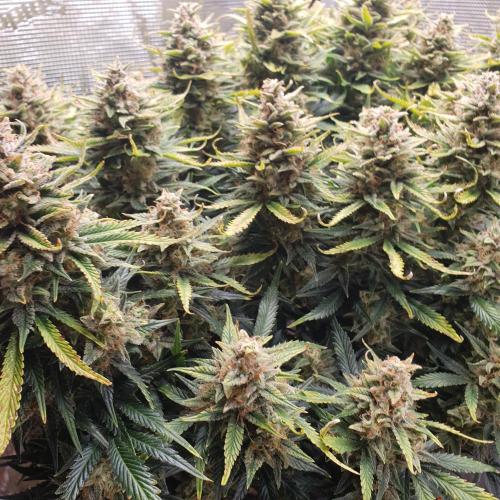 OG Kush Auto #2. Week 14 - Day 92