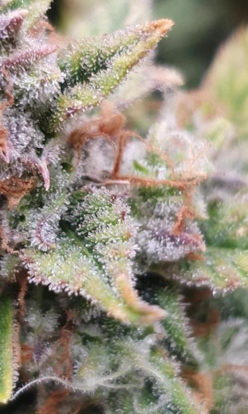 OG Kush Auto #2. Week 14 - Day 92