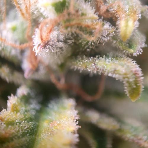 OG Kush Auto #2. Week 14 - Day 95