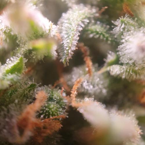 OG Kush Auto #2. Week 14 - Day 95