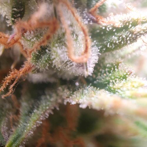 OG Kush Auto #2. Week 14 - Day 95