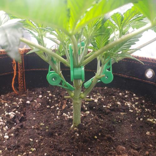 Orange Sherbet #2. Week 4 - Day 26