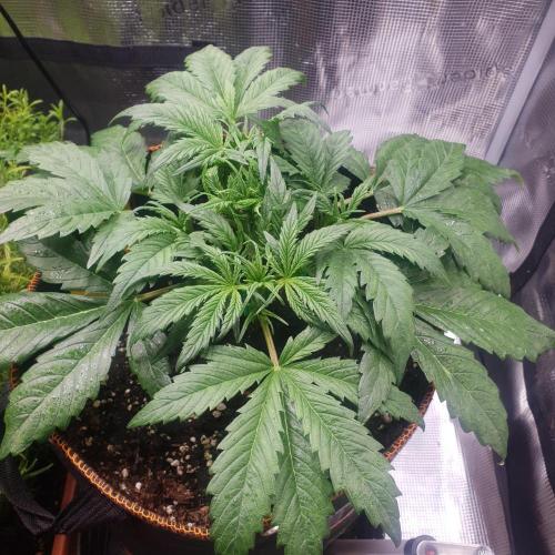 Orange Sherbet #2. Week 4 - Day 28