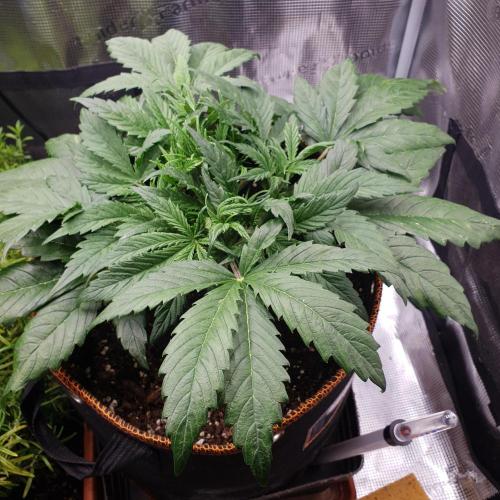 Orange Sherbet #2. Week 5 - Day 29