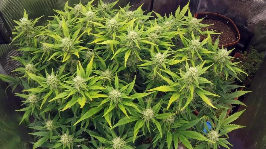OG Kush Auto #2