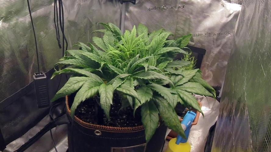 Orange Sherbet Auto #2