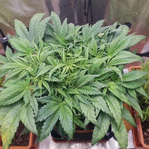 Orange Sherbet Auto #2. Week 6 - Day 40