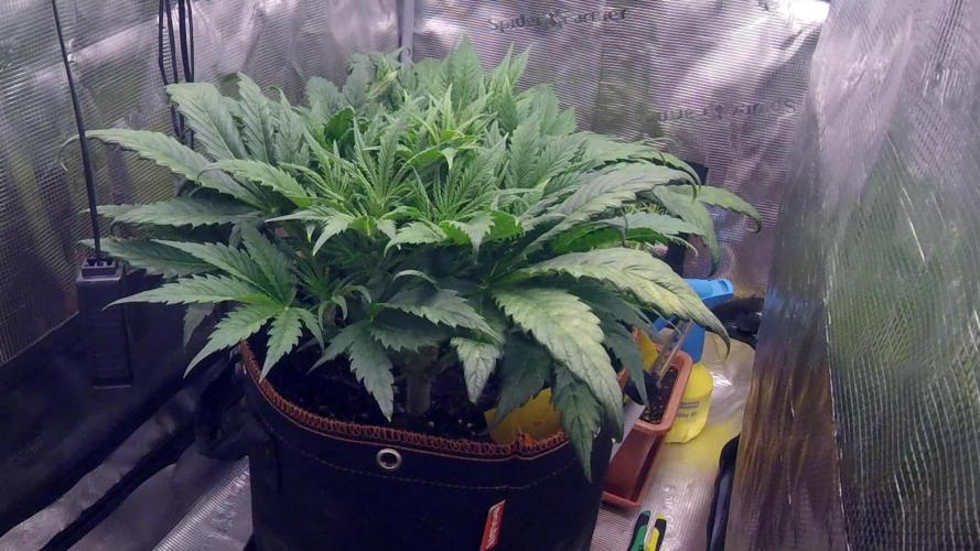 Orange Sherbet Auto #2