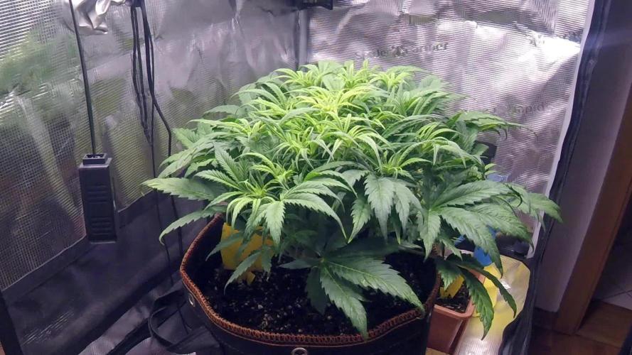 Orange Sherbet Auto #2